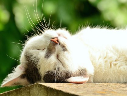 What kind of cat scratcher to choose?