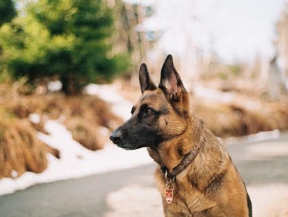 Dog training - is it worth it?