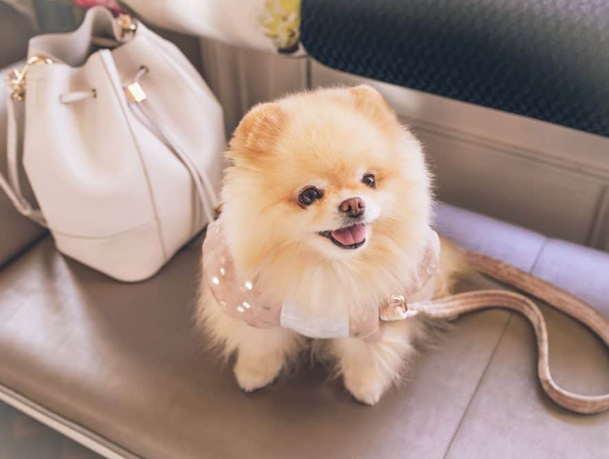 Boo the dog who became an internet star