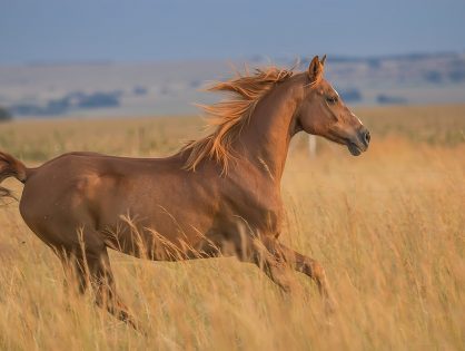 How do I groom my horse's coat?