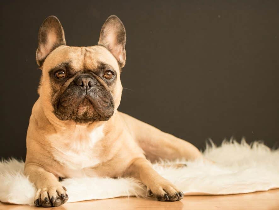Everything You Need to Know About French Bulldogs