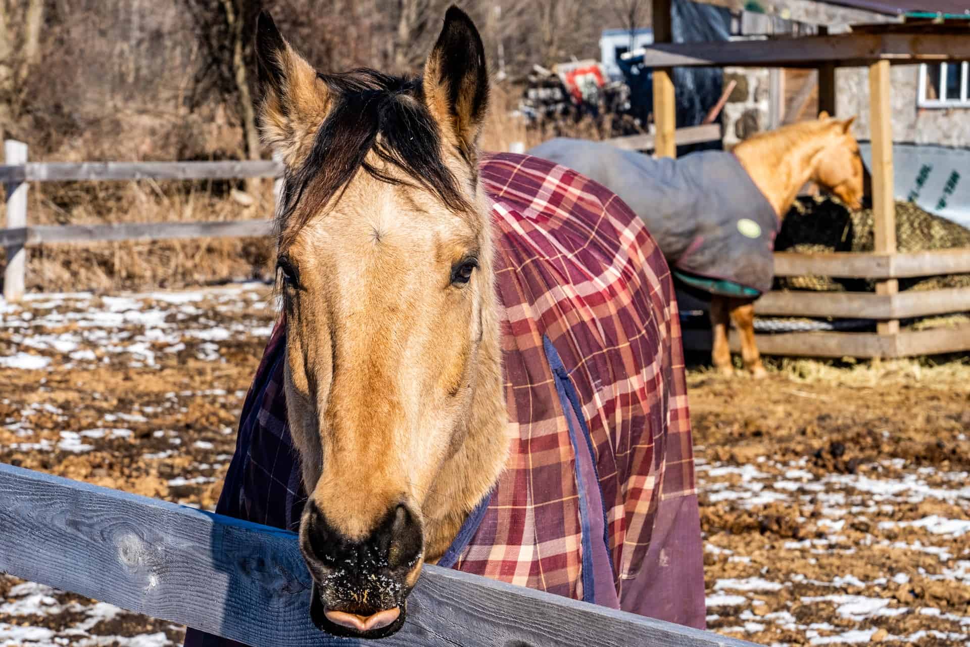 Horse Blankets: Why they are a necessity for your horses?