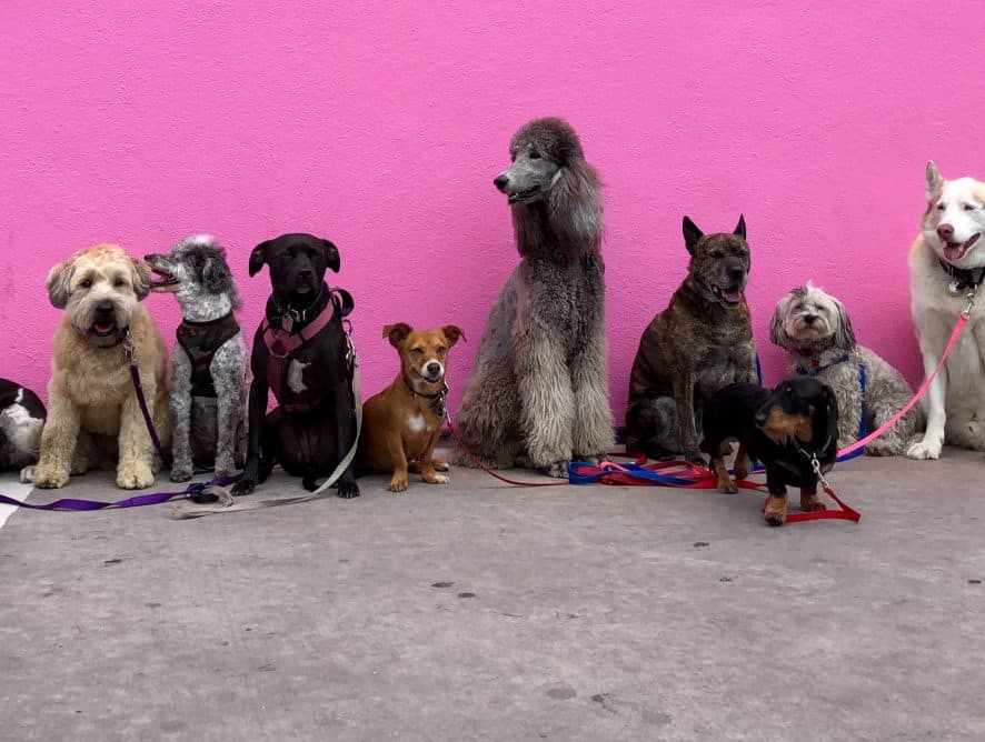 Dog breeds safe for allergy sufferers