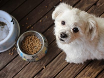 Why You Should Consider Dehydrated Dog Food for Your Pet