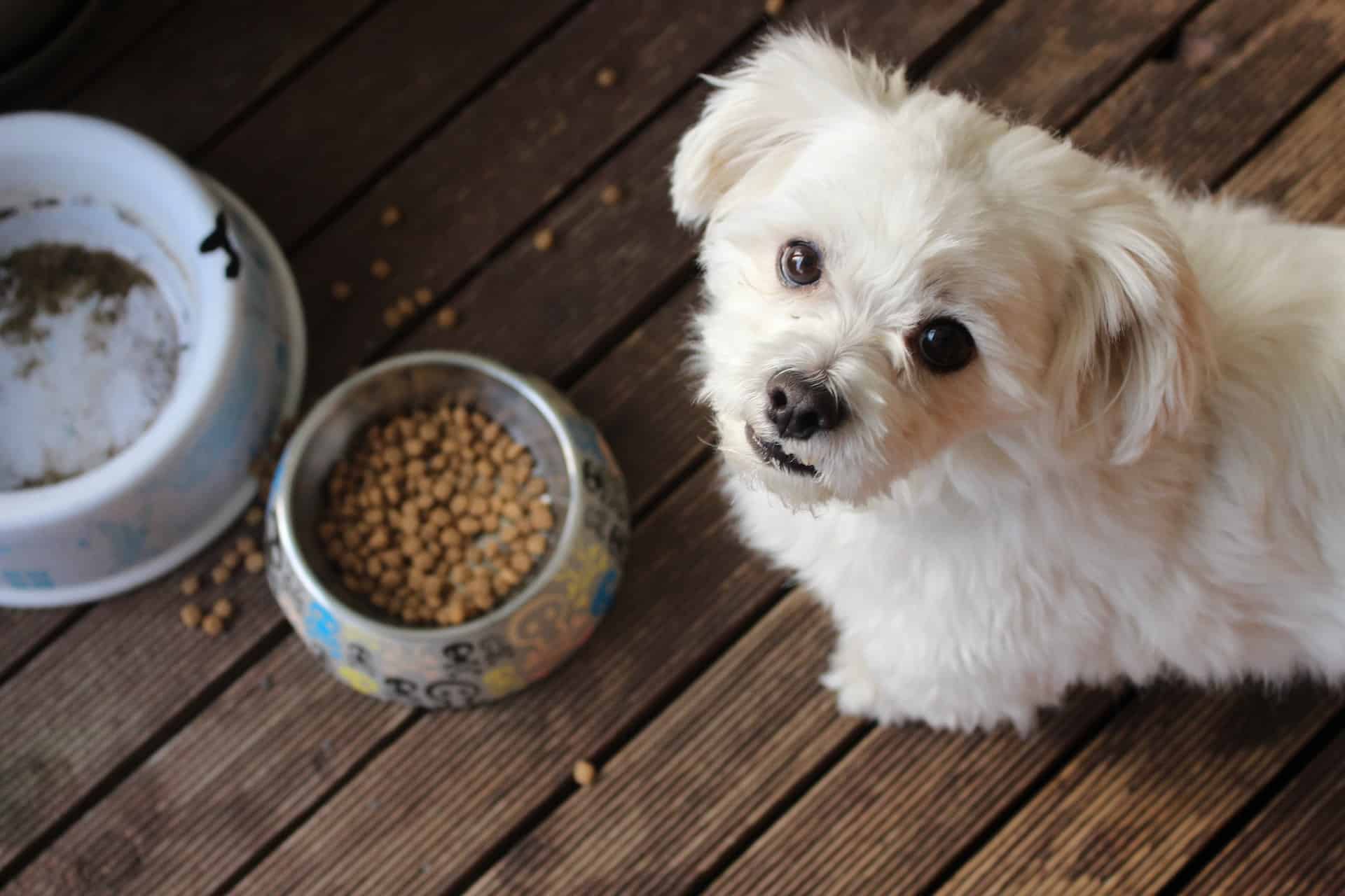 Why You Should Consider Dehydrated Dog Food for Your Pet