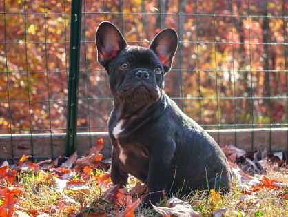 Looking for a lovable, relaxed pup? Check out our French Bulldogs for sale!