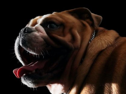 How to Care for an English Bulldog