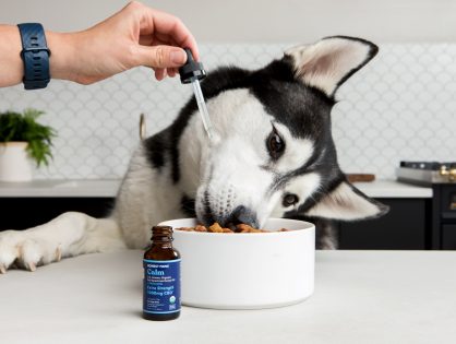 CBD oil for pets: what you need to know