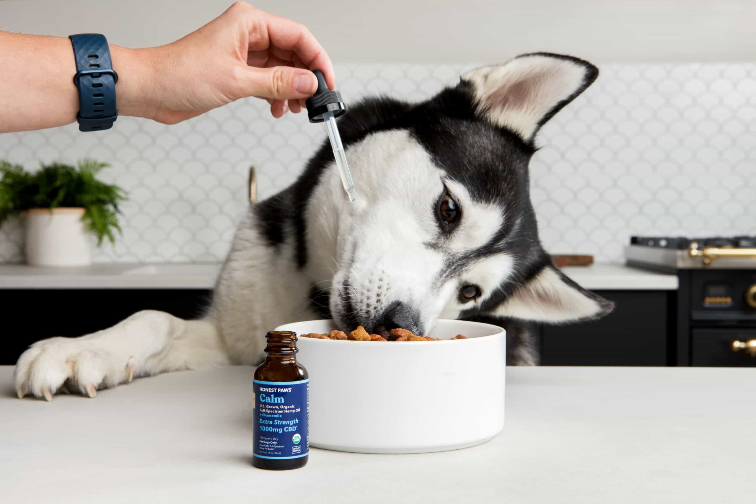 CBD oil for pets: what you need to know