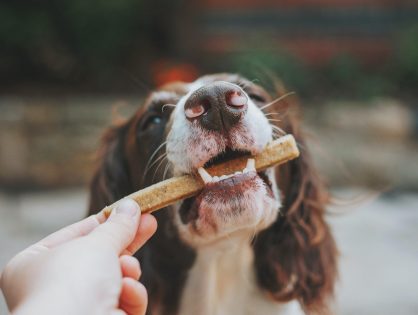 What's the best real dog food for your adult pup?