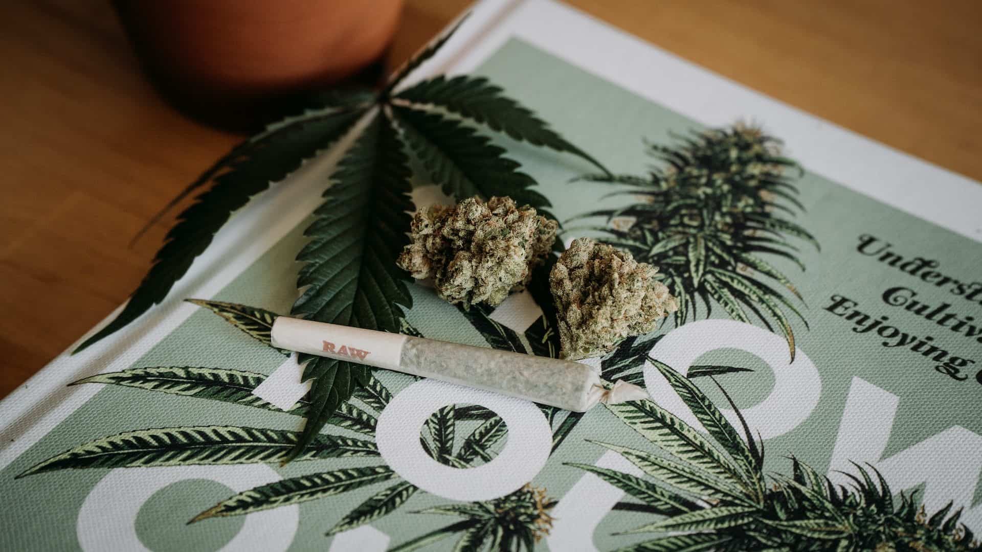 Your guide to pre-rolls: Rolling Cannabis in easy steps