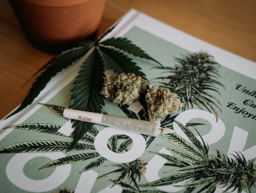Your guide to pre-rolls: Rolling Cannabis in easy steps